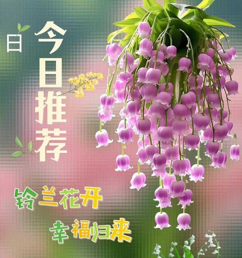 最耐人花的花语含义有何深意？