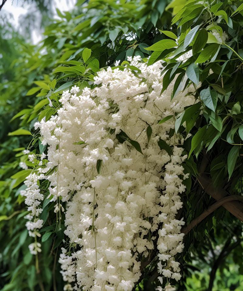 哪种花的花语和寓意代表喜讯？