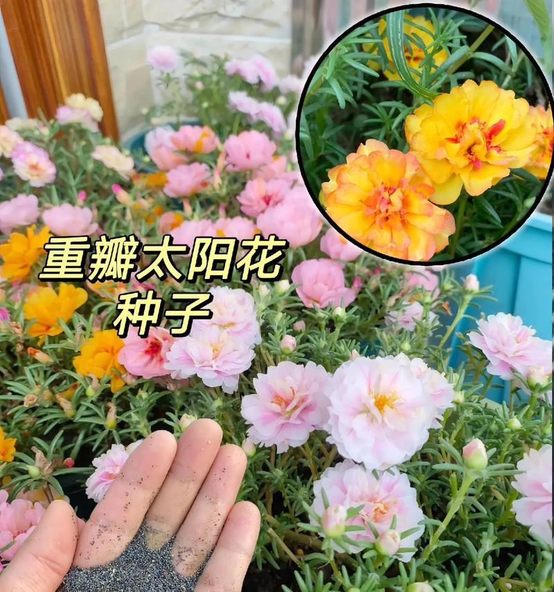 七彩花语代表什么？如何理解七彩花语的深层含义？