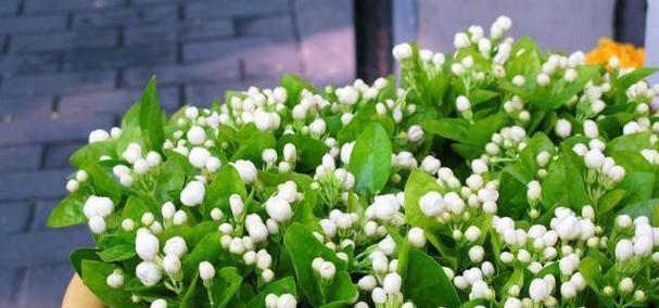 茉莉花的花语是什么？我该如何理解？