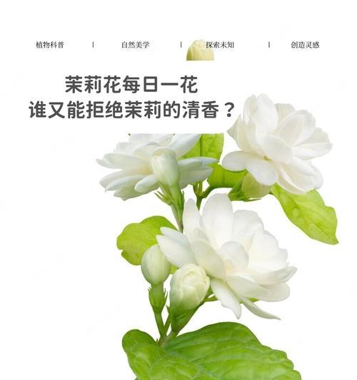 茉莉花的花语是什么？我该如何理解？