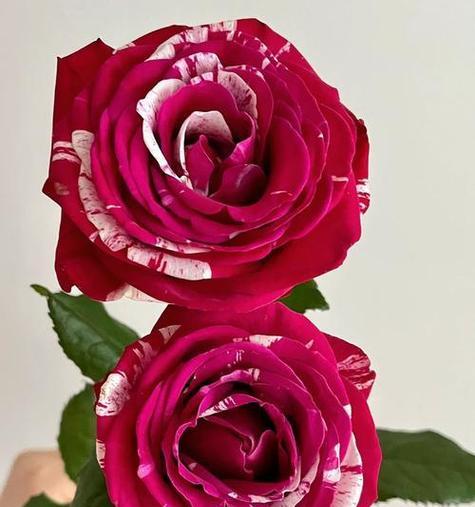水瓶的花语是什么？水瓶座与花语有何联系？