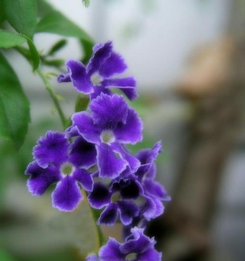 北极熊象征的花语有哪些？