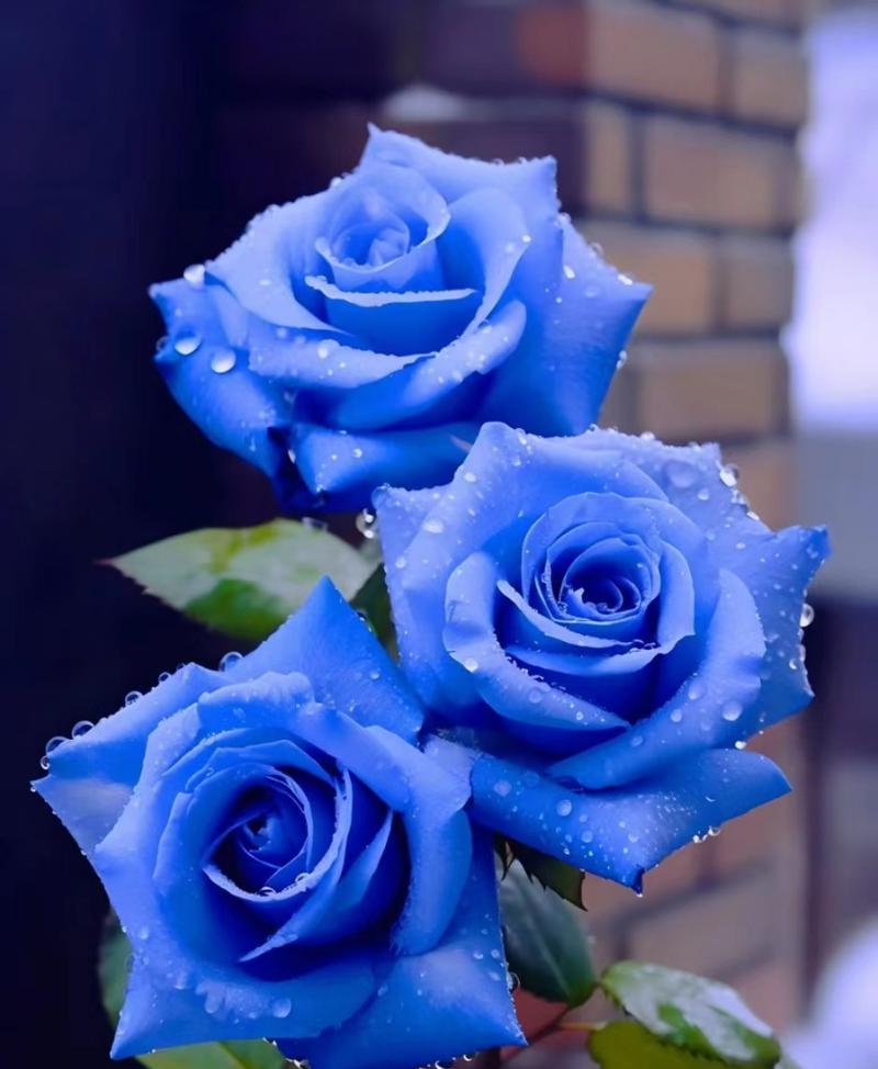 蓝色浅玫瑰花语有何象征？