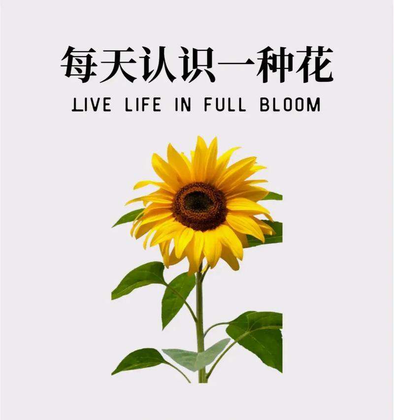 向日葵的花语与哪个星座最为契合？向日葵花语有何特别之处？