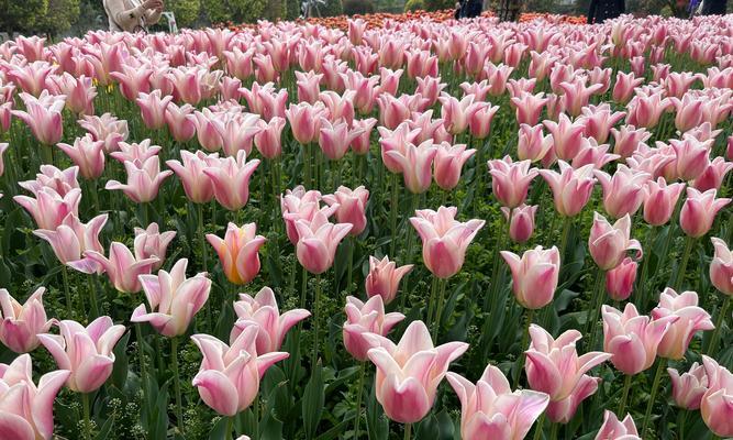 糖的花语有哪些？糖的花语代表什么？