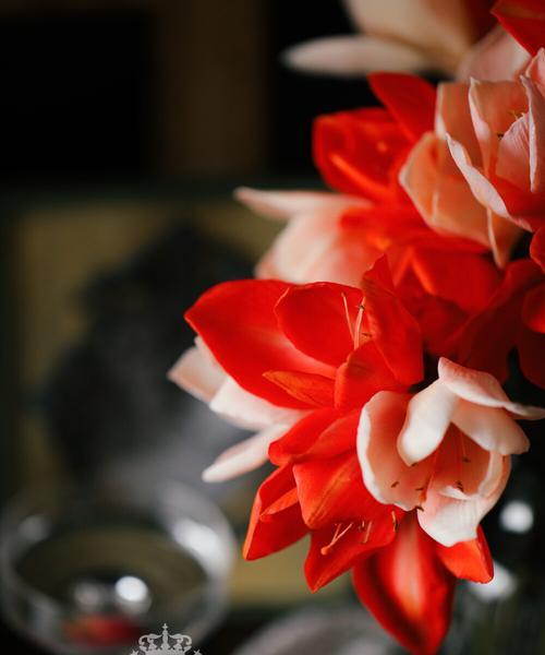 糖的花语有哪些？糖的花语代表什么？