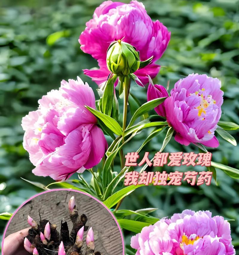 糖的花语有哪些？糖的花语代表什么？