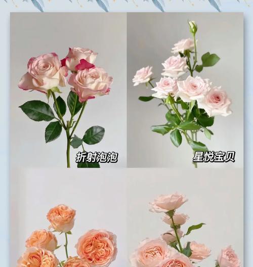 繁星多头玫瑰的花语有何特别？