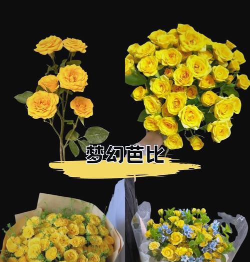 繁星多头玫瑰的花语有何特别？