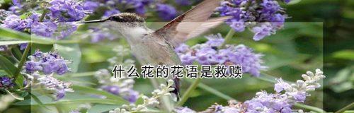 十一枝花的花语代表什么？