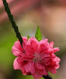十一枝花的花语代表什么？