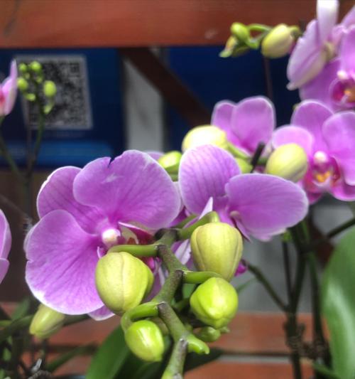 紫色蝴蝶兰的花语是什么？这种花代表了哪些情感？