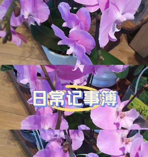 紫色蝴蝶兰的花语是什么？这种花代表了哪些情感？