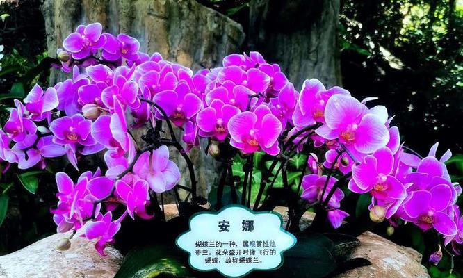 紫色蝴蝶兰的花语是什么？这种花代表了哪些情感？