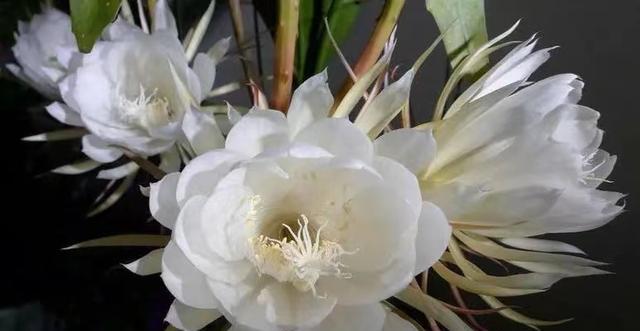 昙花花语在网络用语中是什么意思？它象征着什么？