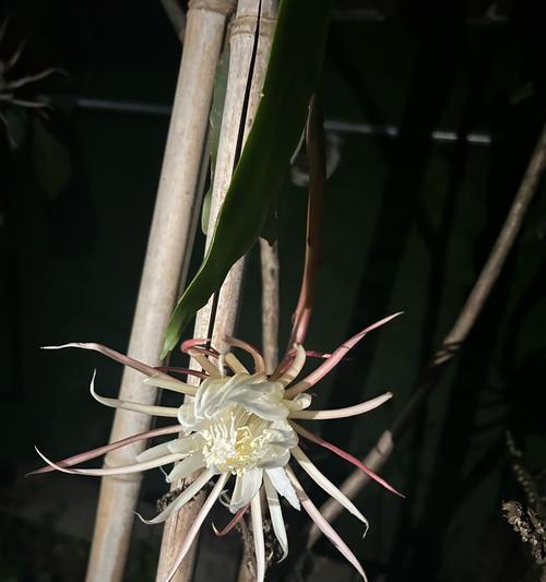 昙花花语在网络用语中是什么意思？它象征着什么？