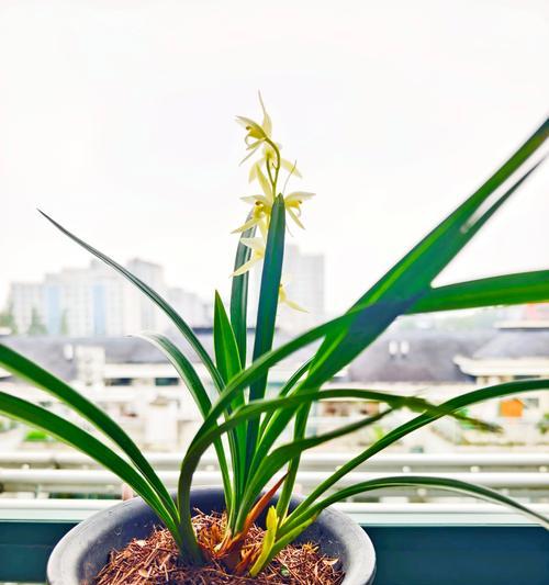 松针花的花语是什么？松针花的寓意有哪些？