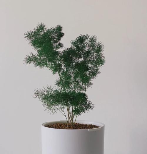 松针花的花语是什么？松针花的寓意有哪些？