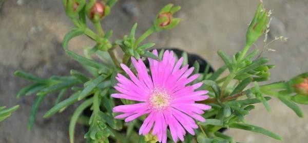 松针花的花语是什么？松针花的寓意有哪些？