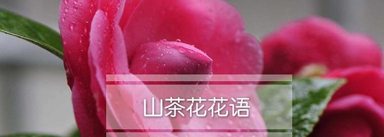山茶花高傲花语代表什么？