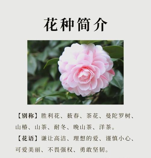 山茶花高傲花语代表什么？