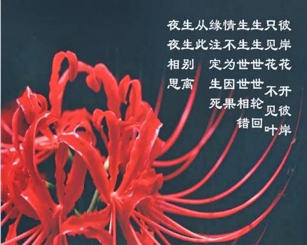 不熟悉的花语代表什么含义？