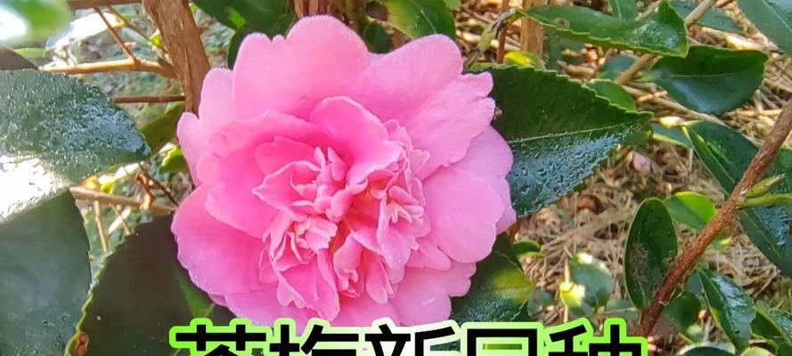 茶花和茶梅的花语有何不同？各自的含义是什么？