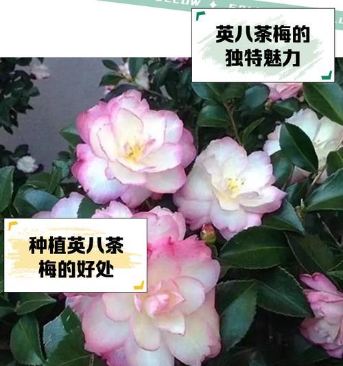 茶花和茶梅的花语有何不同？各自的含义是什么？