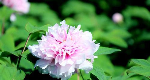 南极梗花寓意着什么？