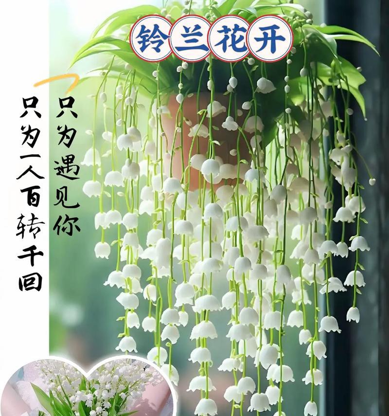 哪种花表示爱与等待？它的花语中包含了哪些情感？