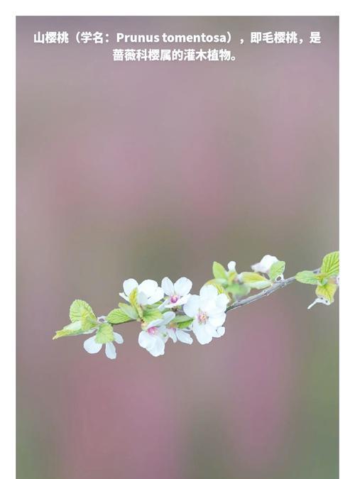 哪种花表示爱与等待？它的花语中包含了哪些情感？