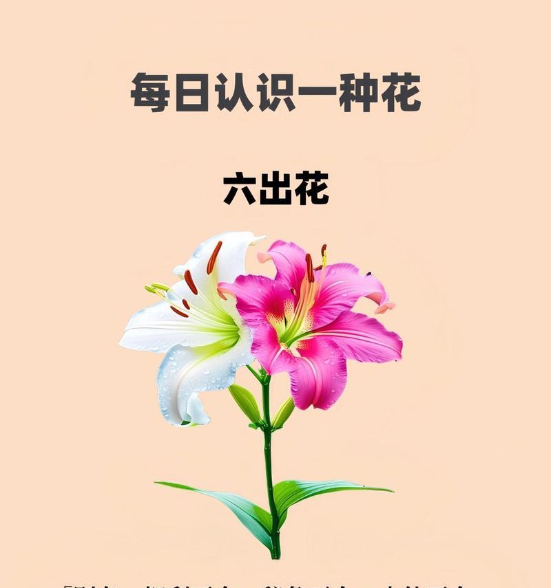 六种花的经典花语分别是什么？