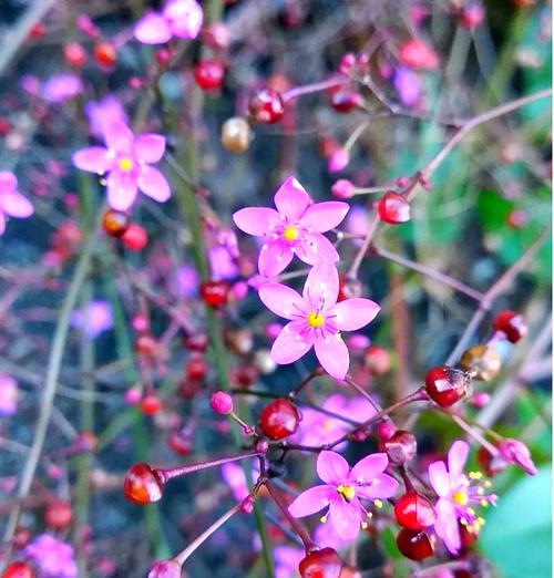 人参花的花语是什么样的？它在花语中象征着什么？