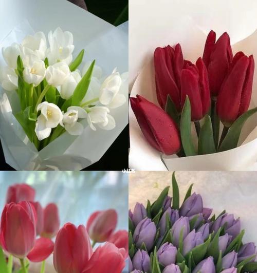 塑料袋在花语中代表什么？塑料袋花语有何含义？
