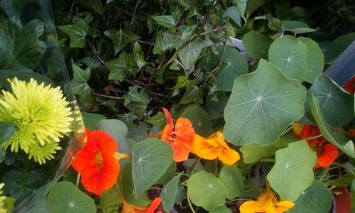 塑料袋在花语中代表什么？塑料袋花语有何含义？