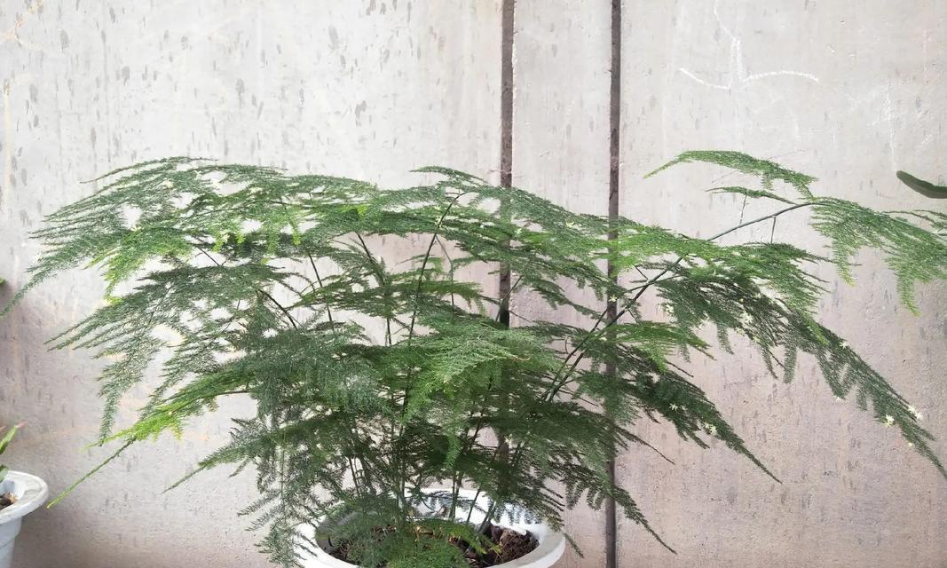 步履不停的花语是什么意思？它象征着什么？
