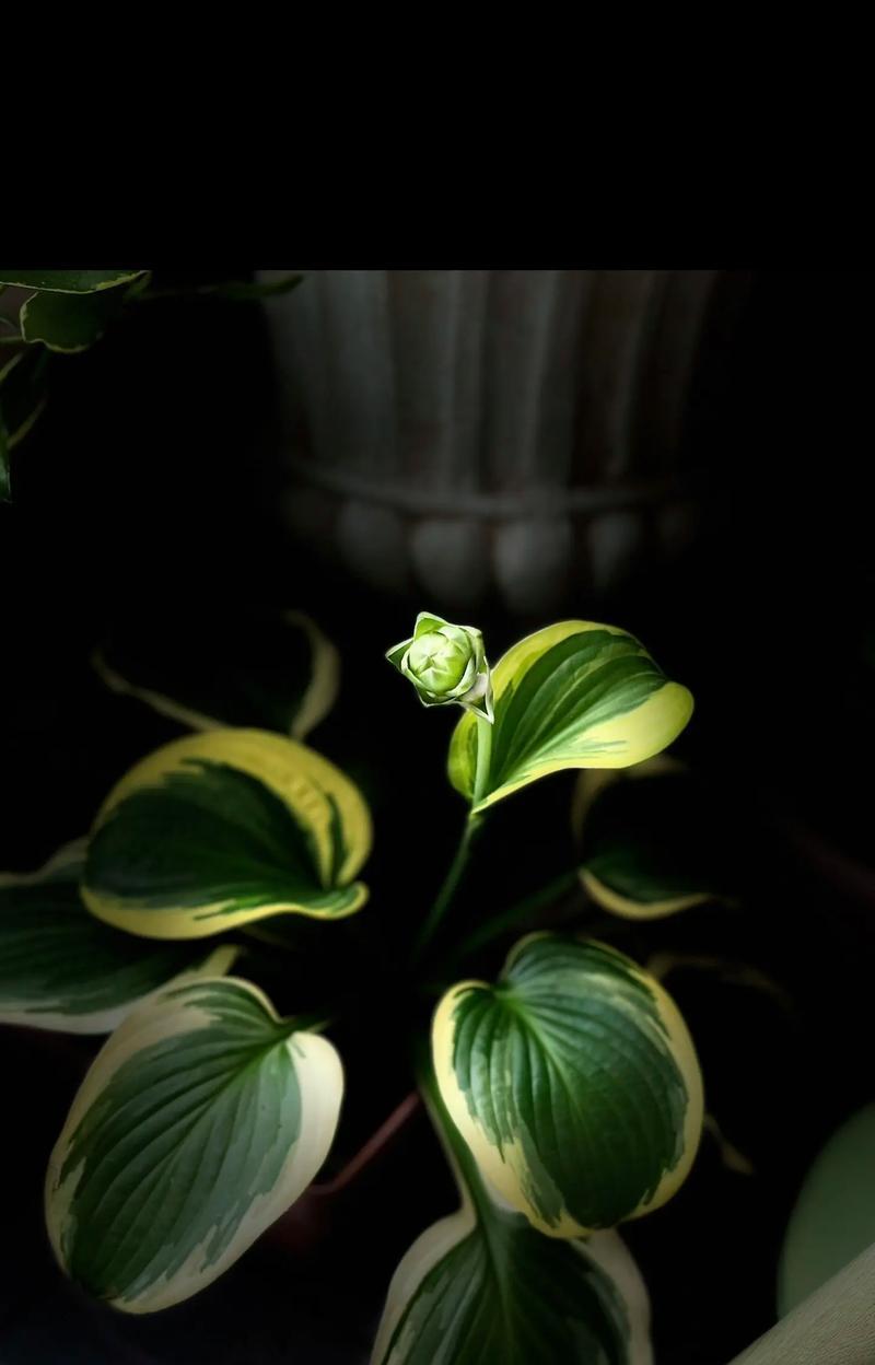 步履不停的花语是什么意思？它象征着什么？