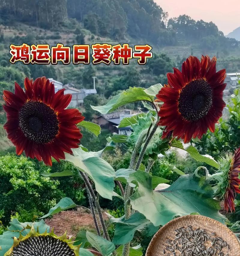 向日葵代表了什么花语？
