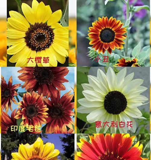 向日葵代表了什么花语？
