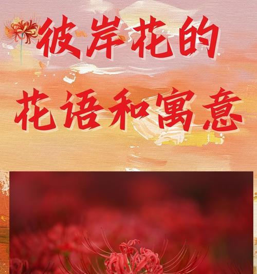 美哒哒的寓意和花语有何独特之处？