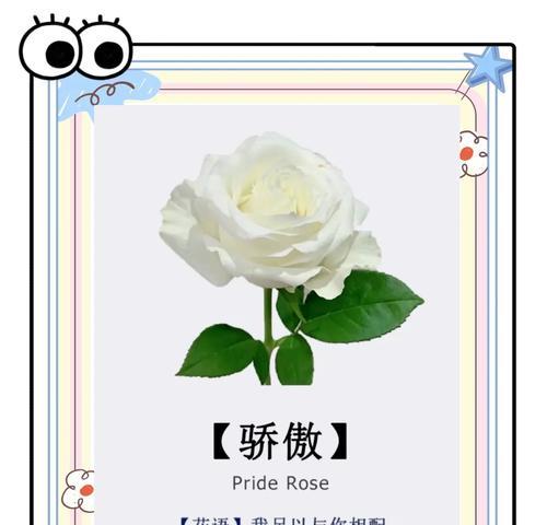 白玫瑰染黑边的花语有何特殊含义？