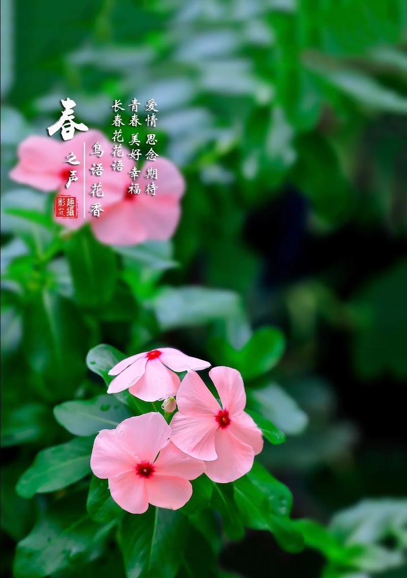 青春的花语是否总是遗憾？