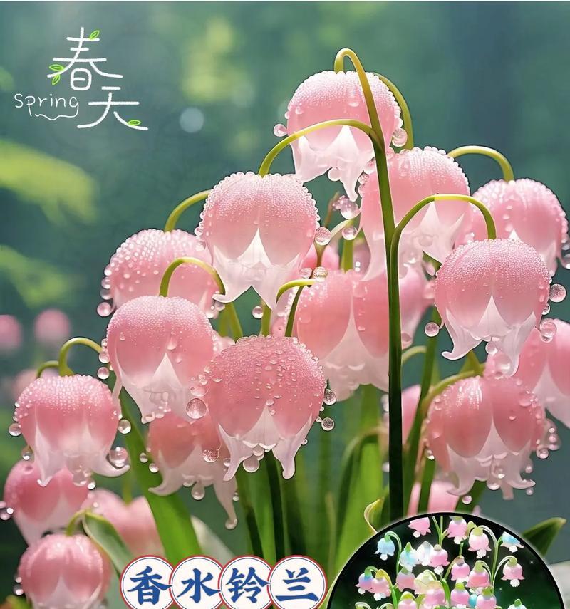 铃兰花语有哪些浪漫含义？