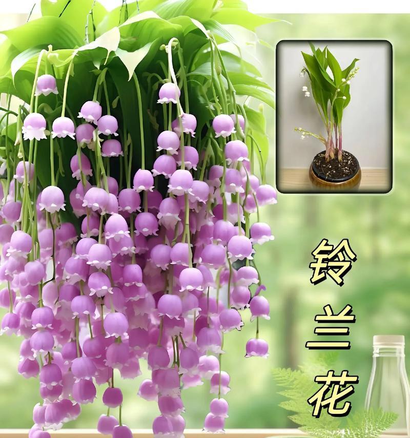 铃兰花语有哪些浪漫含义？