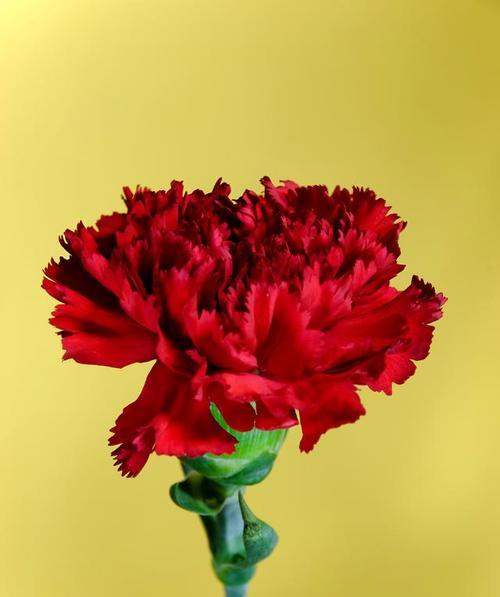特好听的花语有哪些？这些花语有何特别之处？