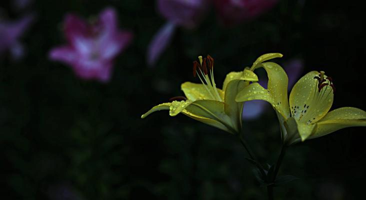 无花草的象征意义和花语是什么？