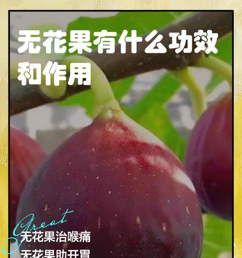 无花草的象征意义和花语是什么？