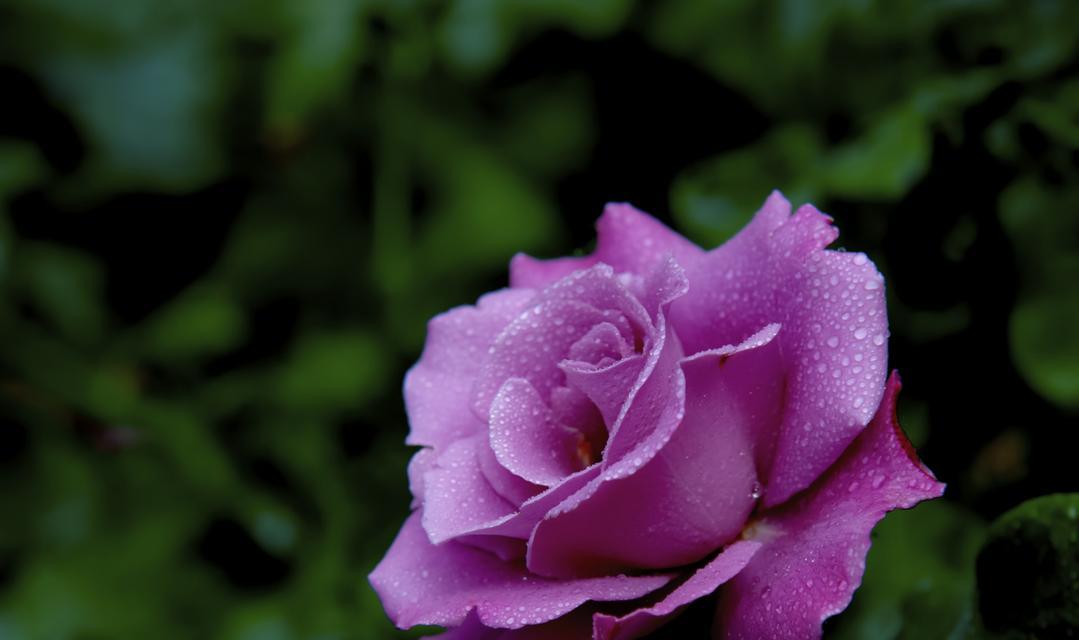 渐变月季花语代表什么？