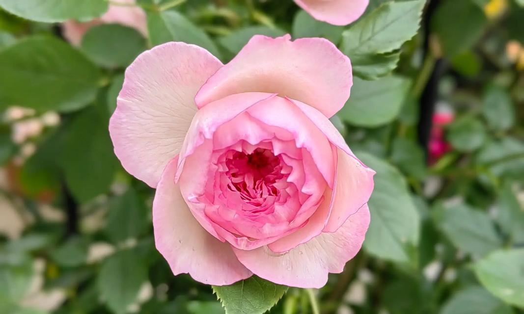 渐变月季花语代表什么？